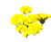yellow (1827 bytes)