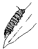 larva (500 bytes)
