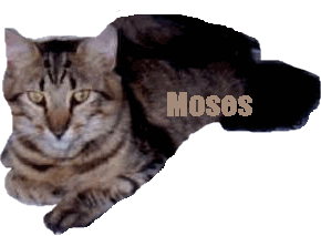 mosesad.gif (21614 bytes)