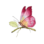 oliverberrier-butterfly.gif (5182 bytes)
