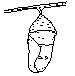 pupa (367 bytes)