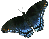 snowfox butterfly (9761 bytes)