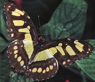 spyder's butterfly (11204 bytes)