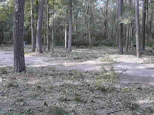view of some tree litter