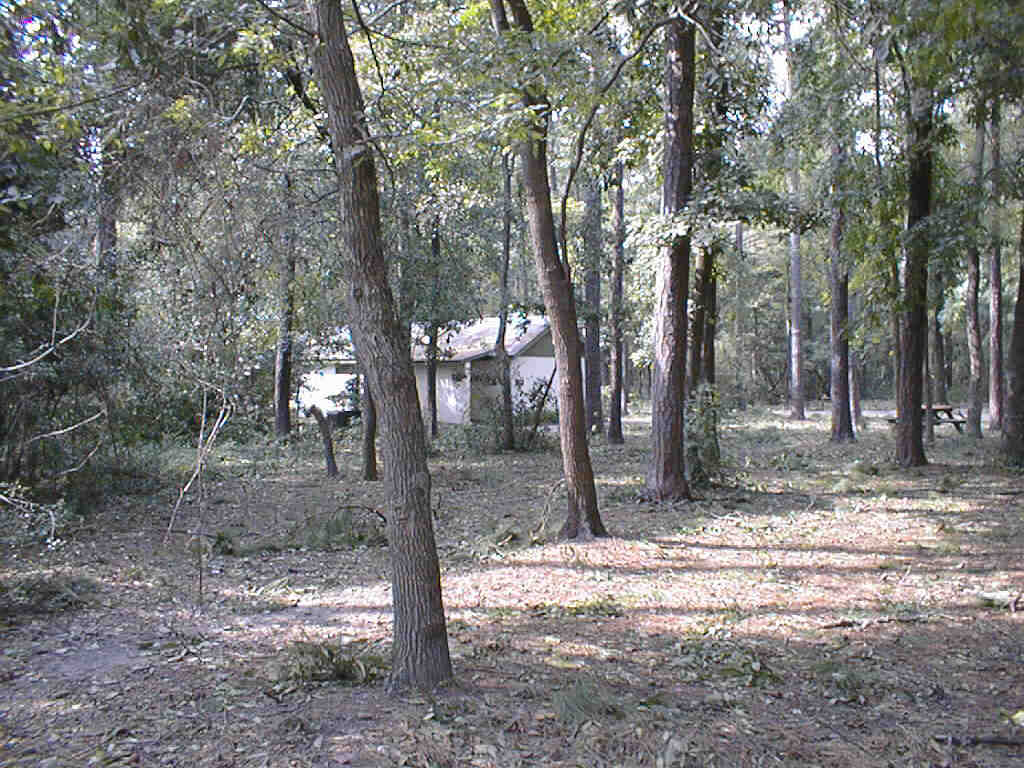 view of another campsite buried in tree limbs