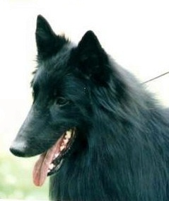 Zevon