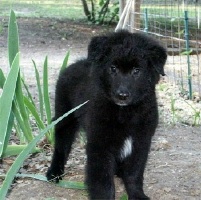 Scotty
