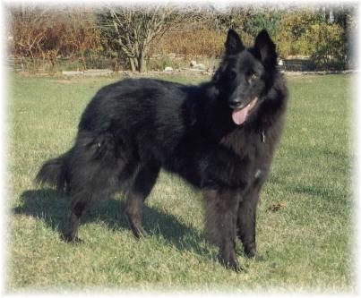 Shiloh