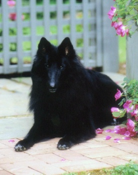 Waylon