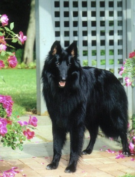 Waylon