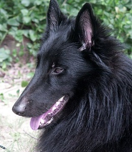 Zester