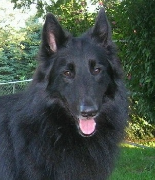 Zevon
