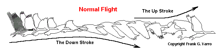 normal finght by frame