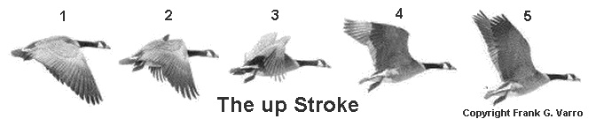 Steps in the up Stroke
