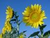 Stock Photo Description: Beautiful yellow sunflowers.