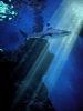 Stock Photo Description: A great white shark swimming through a ray of light. This photo has been treated with a watercolor filter in Photoshop. Here is the original version. This photo makes a great poster. 