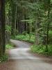 Descriptions of Stock Photo: A path leading through the redwood forest in Northern California. 