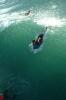Stock Photo Description: A bodyboarder dropping down a steep wave at a Waikiki shore break.