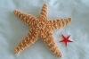 Stock Photo Description: Two starfish: a big starfish and a little bitty one.