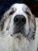 Descriptions of Stock Photo: Photo of a Tibetan Mastiff or Great Pyrenees Mastiff dog. This portrait is focused on the nose.