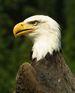 Stock Photo Description: Photo of a bald eagle. Photograph by WJ Fleury. Licensed to AcclaimImages.com. A larger version is available here.