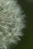 Stock Photo Description: Macro photo of a Dandelion Seedhead Or "Wishy Blow"