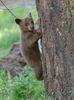 Stock Photo Description: Stock photo of a bear cub, climbing a tree, as he looks towards the camera. This was taken in Sequoia National Park.