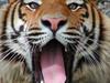 Stock Photo Description: Stock photo of a roaring tiger. This stock photograph shows a Bengal Tiger looking right at the camera with its mouth wide 