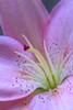 Stock Photo Description: Closeup of a pink lily.