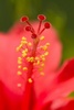 Stock Photo Description: Stock photo of a stamen from a red hibiscus flower.