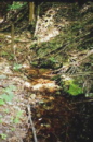 URSPRUNG DER D�RREN LIESING