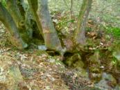 PRIMELQUELLE