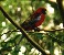 Crimson Rosella.