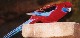 Crimson Rosella.