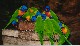 10 Rainbow Lorakett.