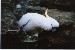 Sulphur Crested Cookatoo.