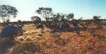 1st Bush Camp.
