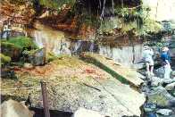 Moss garden