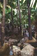 Zeebee springs.
