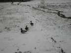 Ducks in the yard