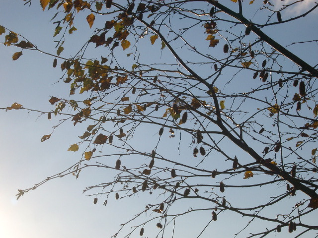 IMGP0870