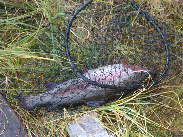 IMGP0887