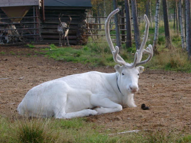 IMGP0947