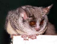Bush Baby