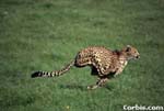 cheetah
