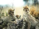 cheetahs