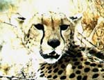 Cheetah