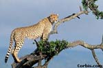 Cheetah