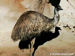 EMU