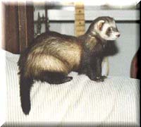 ferret
